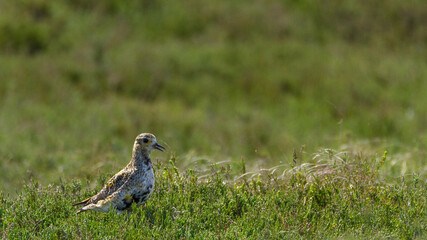 Obraz premium Golden plover, Durham, May 2017