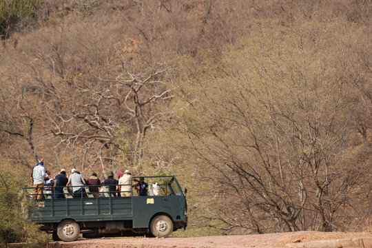 Tourist on canter trying to locate a tiger down the river at Ranthambore National Park, Sawai Madhopur, India 