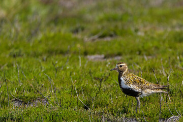 Golden plover, Durham, May 2017
