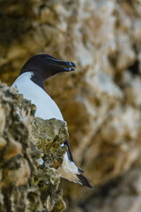 Razorbill, Durham, June 2017