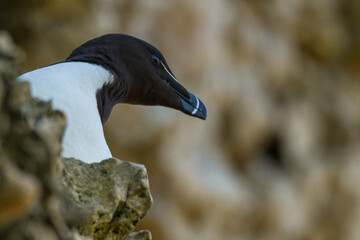 Razorbill, Durham, June 2017