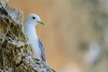 Kittiwake, Durham, June 2017