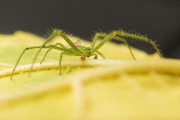 Male Heriaeus hirtus in nature