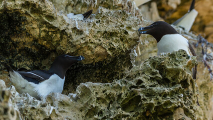 Razorbill, Durham, June 2017