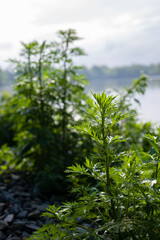 Lush green leaves of black and white wormwood.