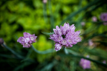 Light purple green onion flowers blooming in the herb garden