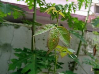 A Rose flower plant with a spider in its leaf.