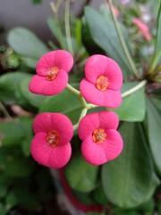 A closeup image of Euphorbia flower in a plant.