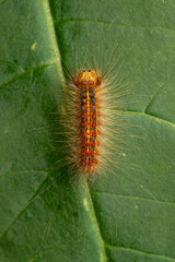 Gypsy moth caterpillar , lymantria dispar