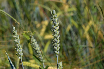 Juicy fresh ears of young green wheat on nature in spring summer field