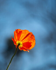 Bright red poppy in blossom against the blue sky