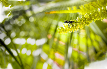 close up of fresh green leaves