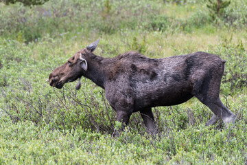 Naklejka na ściany i meble Injured Cow Moose. Shiras Moose in Colorado. Shiras are the smallest species of Moose in North America
