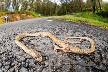Dead on road montpellier snake (Malpolon monspessulanus)