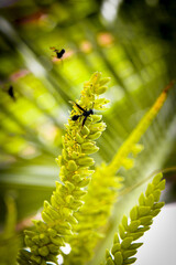 bee on a yellow flower