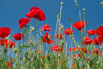 Fototapeta premium wild poppies against blue sky