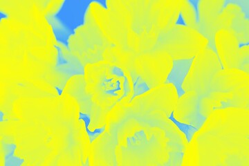 Abstract blue yellow background with daffodils flowers pattern