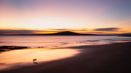 Fototapeta na wymiar A small dog walking on the Milford beach at sunrise with Rangitoto island in the distance. Image made using intentional camera movement technique.