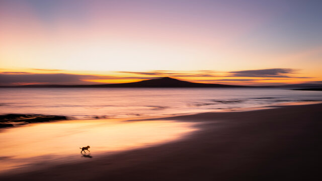 A small dog walking on the Milford beach at sunrise with Rangitoto island in the distance. Image made using intentional camera movement technique.