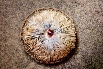 Macrolepiota procreate an edible mushroom, National Mushroom Month, National Mushroom Day, detailed nature texture