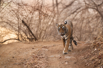 Tigress cub at Ranthambore Tiger Reserve