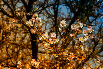 Fototapeta premium Kirschblüten, Cherry blossom