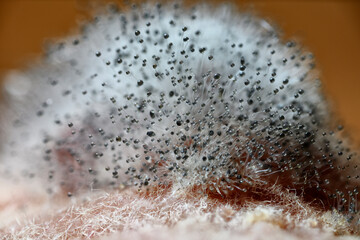 Macro detail of a bunch of black mold.