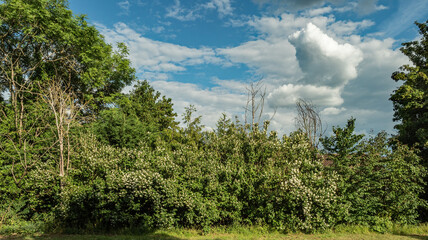 Fototapeta premium behind my garden - thirty years worth of growth
