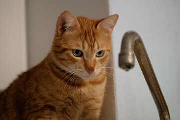Red cat waiting for a drop of water to fall from the tap