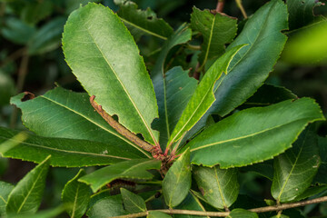 The brindled beauty (Lycia hirtaria) larvae