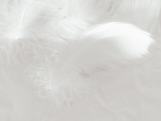 Beautiful abstract gray feathers on white background and soft white feather texture on white pattern and gray background, smooth feather background, black banners