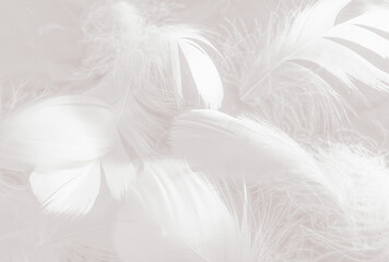 Beautiful abstract gray feathers on white background and soft white feather texture on white pattern and gray background, smooth feather background, black banners