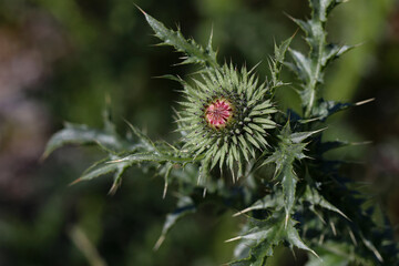 Purple flower of a thistle in an urban garden