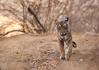 Fototapeta premium Noor cub on the road of Ranthambore Tiger Reserve