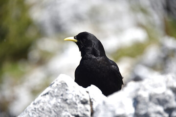 Alpendohle