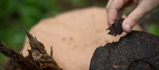 Man breaking off piece of shu puer tea outdoors, banner shot