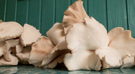 Oyster mushrooms on the kitchen table.
