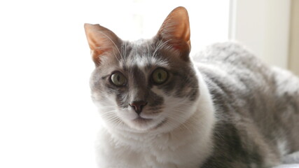 Fototapeta premium portrait of a cat