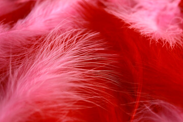 Background of red and pink fuchsia boa feathers in art deco retro and burlesque vintage style