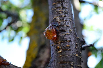 
Resin on an apricot tree branch.