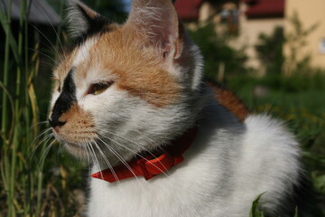 an adult cute cat in the summer garden