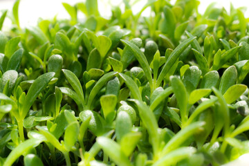 Naklejka premium small green sprouts in round pots illuminated by direct sunlight