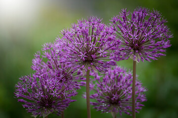 Chives flowers in the garden on a blurry background.