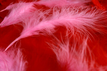 Background of red and pink fuchsia boa feathers in art deco retro and burlesque vintage style