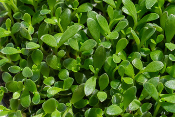 small green sprouts in round pots illuminated by direct sunlight