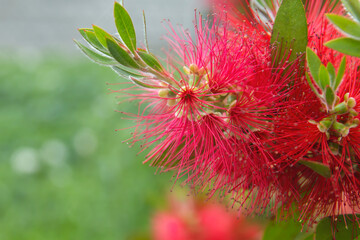 Red mimosa blossoms