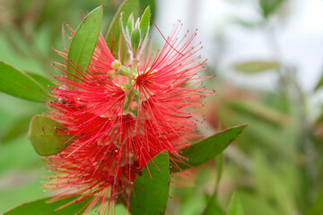 Red mimosa blossoms