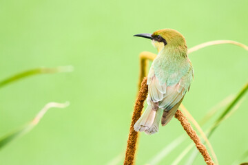 bee eater bird