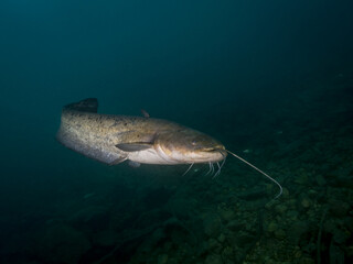 Catfish in lake Bled Slovenia