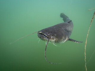 Catfish in lake Bled Slovenia